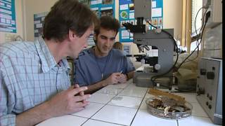 C’est pas sorcier – Termites