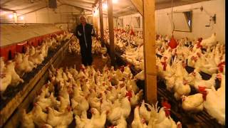 Documentaire C’est pas sorcier – Poules et coqs en stock