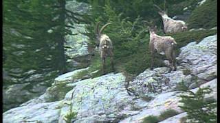 Documentaire C’est pas sorcier- L’ascension du Mont-Blanc