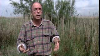 C'est pas sorcier - Camargue