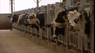C’est pas sorcier – Ah, les vaches !