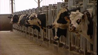 Documentaire C’est pas sorcier – Ah, les vaches !