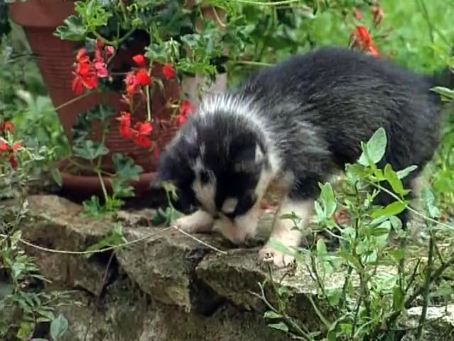 Les chiots