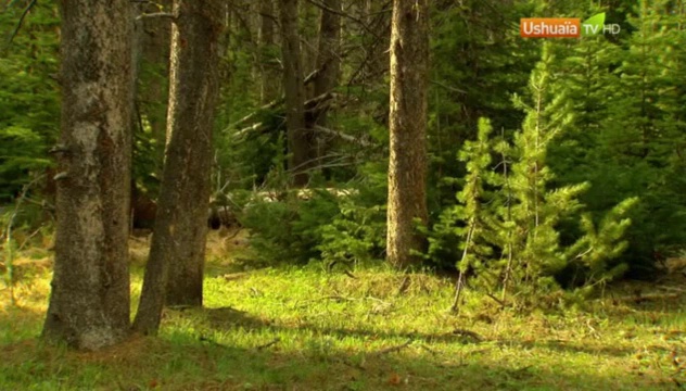 Documentaire Planète Terre, aux origines de la Vie – Yellowstone