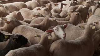 Étant donné que l'homme est un animal