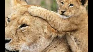Tendresses animales