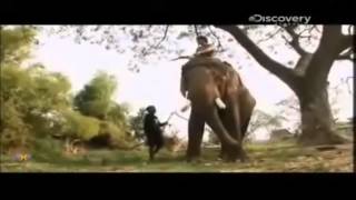 Chasseur de Tatouages - Thaïlande