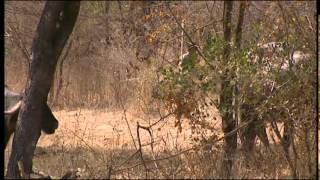 Au royaume des lions d'Asie en Inde