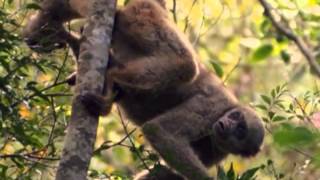 Documentaire Quatre singes dans un petit royaume – Les muriquis au Brésil