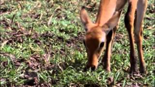 Les dernières girafes du Sahel