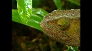 Documentaire Tendres monstres, reptiles & amphibiens de Madagascar