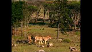 Documentaire Drôles de zèbres