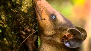 L'opossum du mont Agua au Guatemala