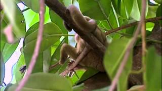 Guatemala : les nuits du kinkajou