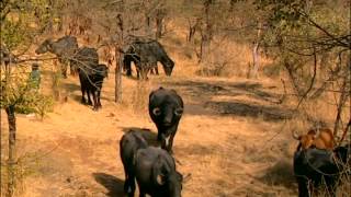 Sur la piste des lions de l'Inde