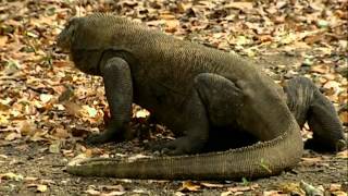 Komodo : l'île aux dragons