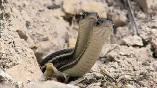 Contre Nature - L'exception et la règle, les inventions de la nature