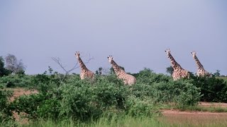Documentaire La girafe, l’histoire de la dernière girafe