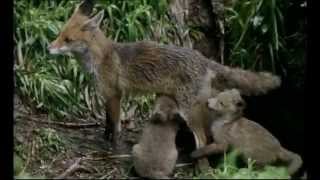 Le renard - le roman de Goupil