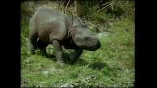 Une histoire de rhinocéros - Le voyage initiatique de Bachada