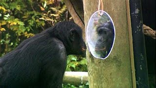 Le bonobo - notre cousin ?