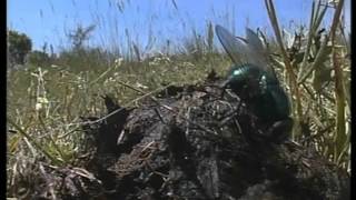 Les insectes - Du sable à l'eau