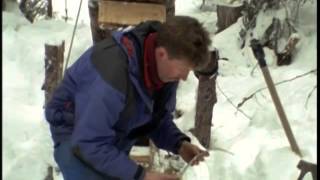 Le glouton dans les montagnes rocheuses au Canada