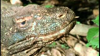 Le varan de Komodo