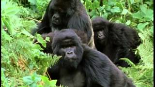Le gorille des montagnes
