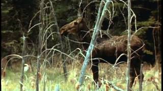 L’orignal ou l’élan au Canada