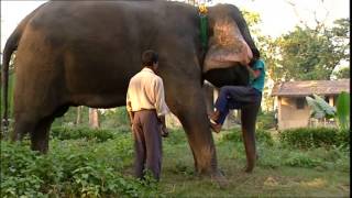 L’enfant cornac – Népal, le guide de l’éléphant