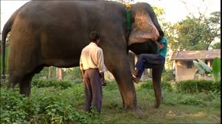 Documentaire L’enfant cornac – Népal, le guide de l’éléphant