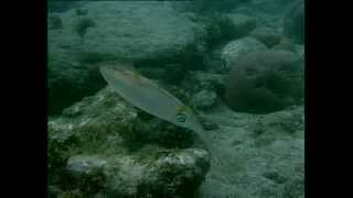 Les yeux de la mer au Panama, les calamars