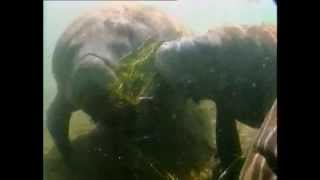 Documentaire Le lamantin de la Crystal River en Floride