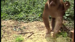 L'image du miroir, le singe