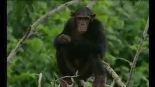 Documentaire Docteur chimpanzé