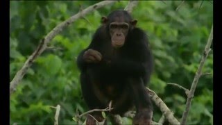 Docteur chimpanzé