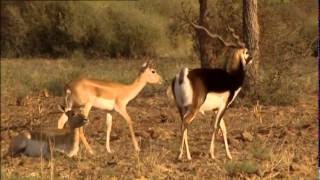 Les antilopes sacrées du Thar en Inde