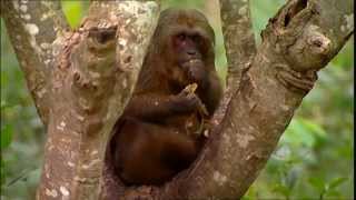 Le moine et le singe