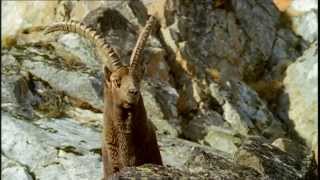 Le bouquetin dans les Alpes françaises