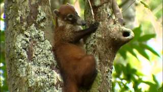 La vie secrète des coatis au Guatemala