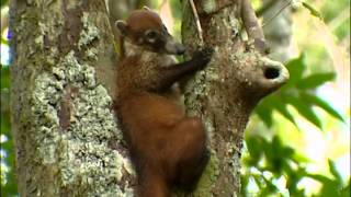 Documentaire La vie secrète des coatis au Guatemala