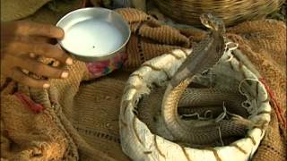 Sous le charme des cobras, charmeurs de serpents