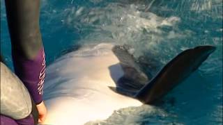 Documentaire Un langage pour les dauphins