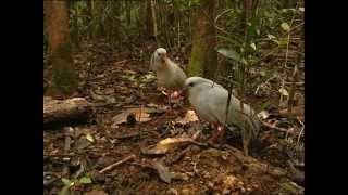 Documentaire Le cagou huppé