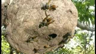 Documentaire Le jardin des fourmis