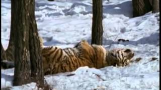 Documentaire Le tigre de Sibérie