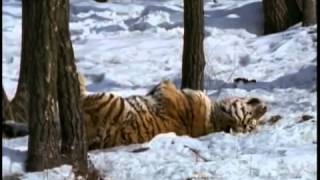 Le tigre de Sibérie