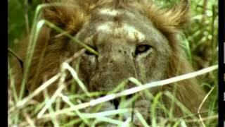 La rivière des lions, la Gounda