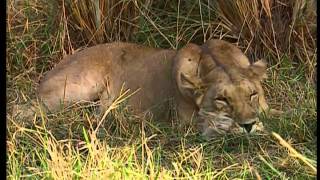 Documentaire Une journée dans le Parc de Zakouma au Tchad